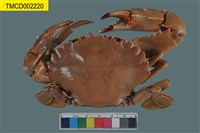 藏品(光掌蟳)的圖片